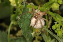 *(41000) La Pisaure admirable protgeant sa progniture dans un cocon (Araneae - Pisauridae - Pysaura mirabilis)
